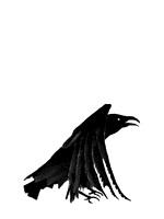 A squawking black bird