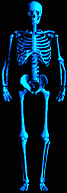 Blue Rotating Skeleton